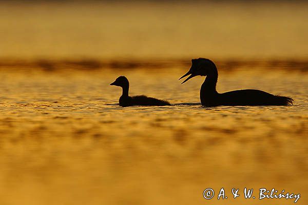 perkoz dwuczuby, Podiceps cristatus, z pisklętami