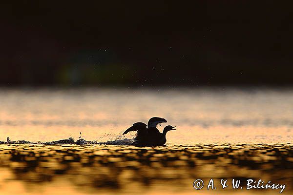 perkoz dwuczuby, Podiceps cristatus, młody