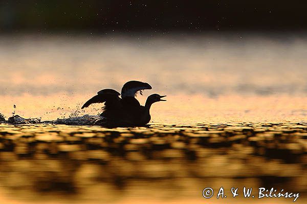 perkoz dwuczuby, Podiceps cristatus, młody