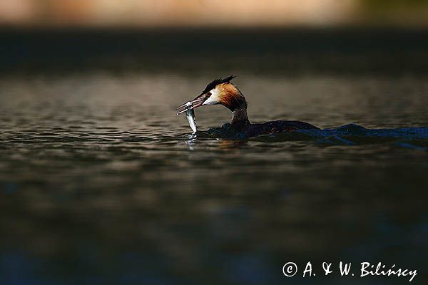 perkoz dwuczuby, Podiceps cristatus, z rybką