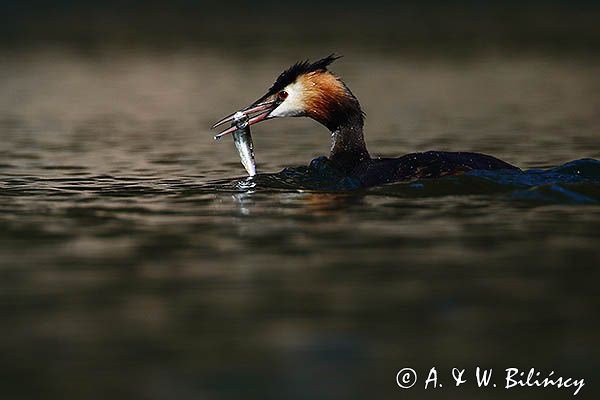 perkoz dwuczuby, Podiceps cristatus, z rybką