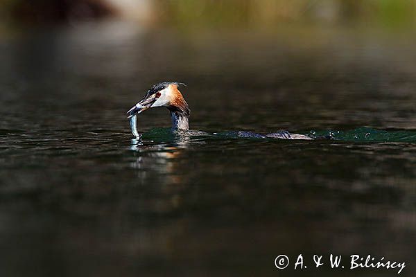 perkoz dwuczuby, Podiceps cristatus, z rybką