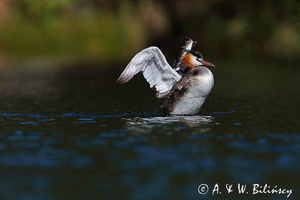 perkoz dwuczuby, Podiceps cristatus, poranna toaleta