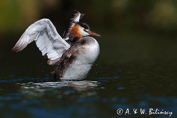 perkoz dwuczuby, Podiceps cristatus, poranna toaleta