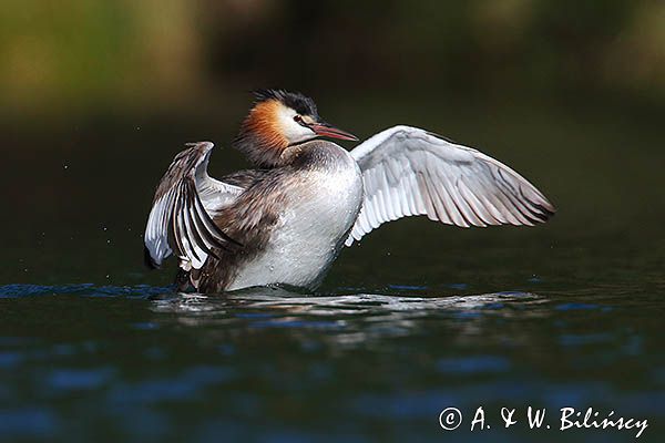 perkoz dwuczuby, Podiceps cristatus, poranna toaleta