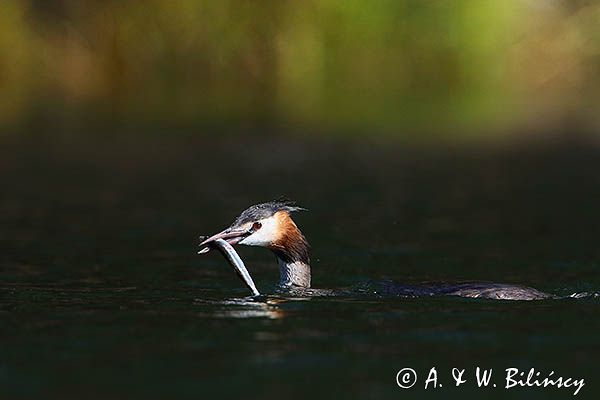 perkoz dwuczuby, Podiceps cristatus, z rybką