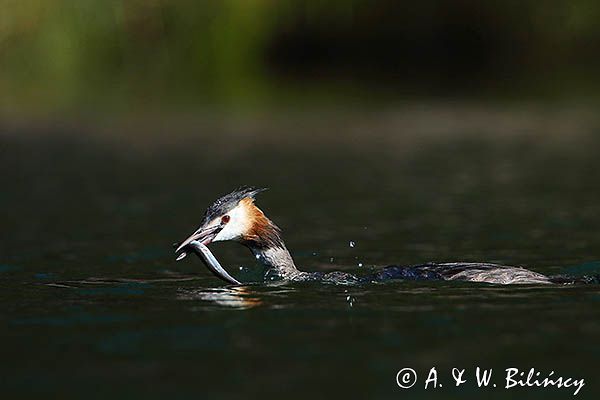 perkoz dwuczuby, Podiceps cristatus, z rybką