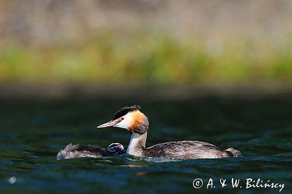 perkoz dwuczuby, Podiceps cristatus, z pisklętami