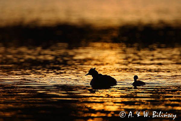 perkoz dwuczuby, Podiceps cristatus