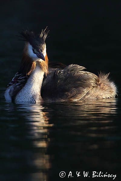 perkoz dwuczuby, Podiceps cristatus