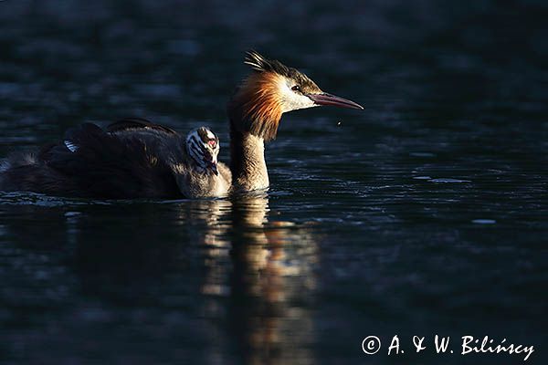 perkoz dwuczuby, Podiceps cristatus, z pisklętami