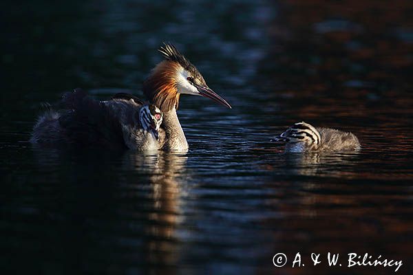 perkoz dwuczuby, Podiceps cristatus, z pisklętami