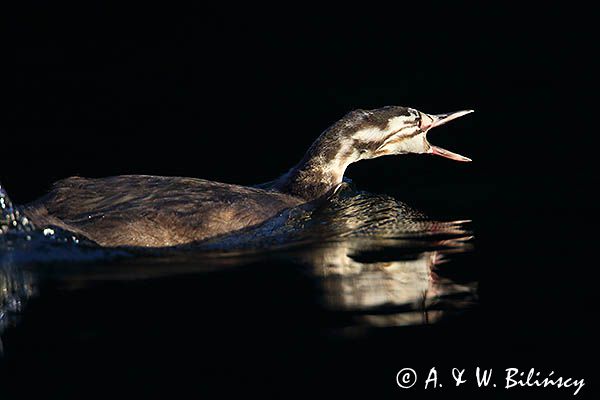 perkoz dwuczuby, Podiceps cristatus, młody