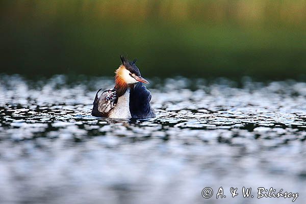 perkoz dwuczuby, Podiceps cristatus, z pisklętami