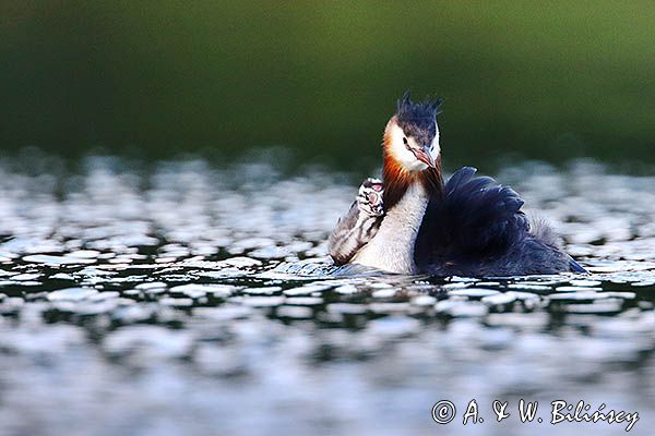 perkoz dwuczuby, Podiceps cristatus, z pisklętami