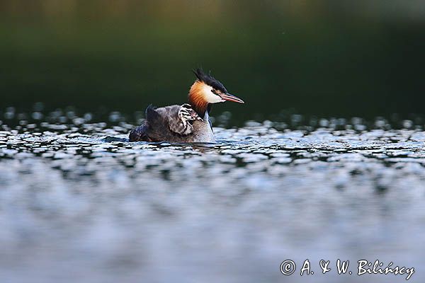 perkoz dwuczuby, Podiceps cristatus, z pisklętami