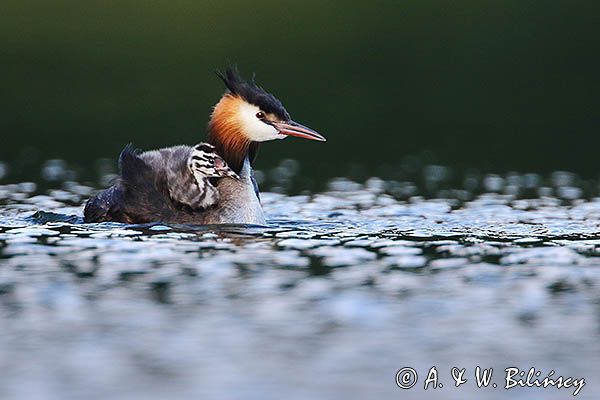 perkoz dwuczuby, Podiceps cristatus, z pisklętami