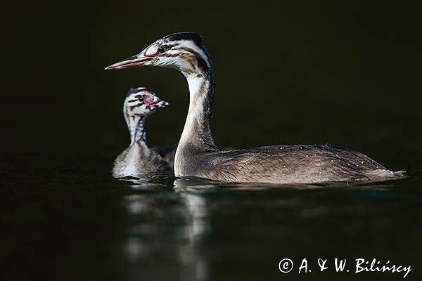 perkoz dwuczuby, Podiceps cristatus, rodzeństwo