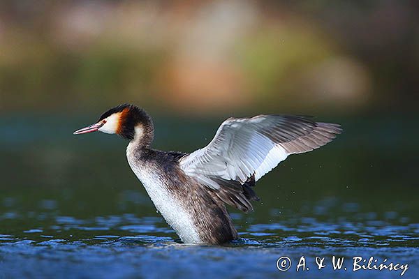 perkoz dwuczuby, Podiceps cristatus