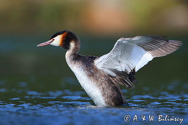 perkoz dwuczuby, Podiceps cristatus