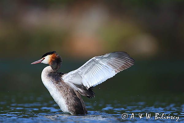 perkoz dwuczuby, Podiceps cristatus