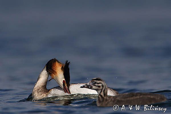 perkoz dwuczuby, Podiceps cristatus, z pisklętami