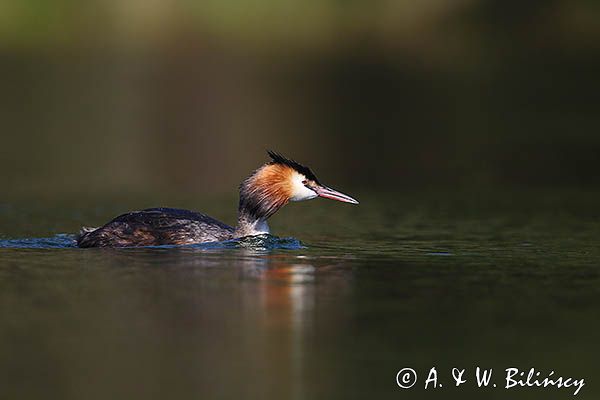 perkoz dwuczuby, Podiceps cristatus