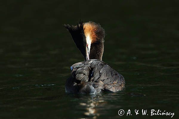 perkoz dwuczuby, Podiceps cristatus