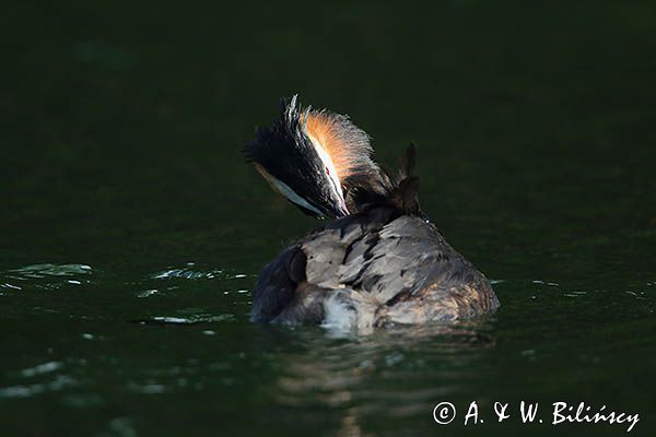 perkoz dwuczuby, Podiceps cristatus