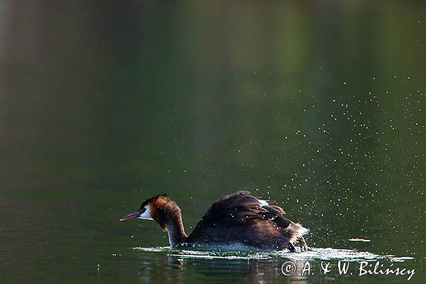 perkoz dwuczuby, Podiceps cristatus