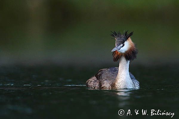 perkoz dwuczuby, Podiceps cristatus