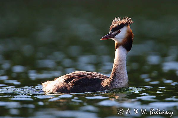 perkoz dwuczuby, Podiceps cristatus