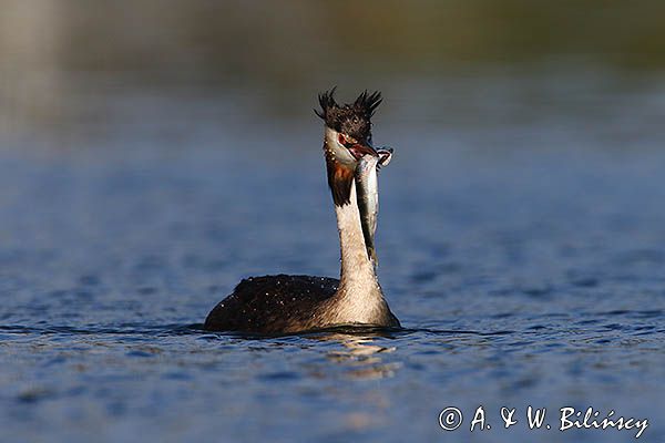 perkoz dwuczuby, Podiceps cristatus