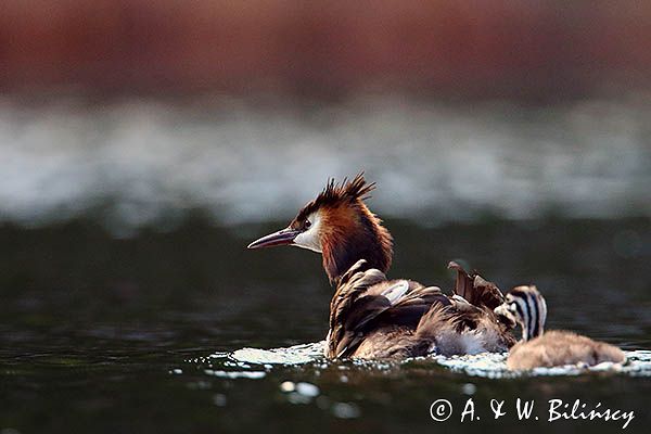 perkoz dwuczuby, Podiceps cristatus