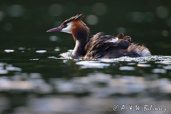 perkoz dwuczuby, Podiceps cristatus