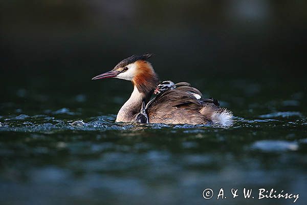 perkoz dwuczuby, Podiceps cristatus, z pisklętami