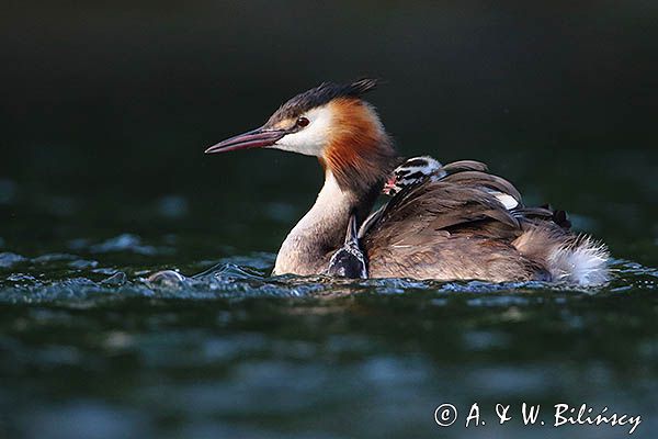 perkoz dwuczuby, Podiceps cristatus, z pisklętami