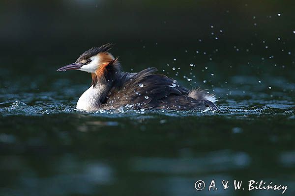 perkoz dwuczuby, Podiceps cristatus