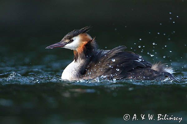 perkoz dwuczuby, Podiceps cristatus