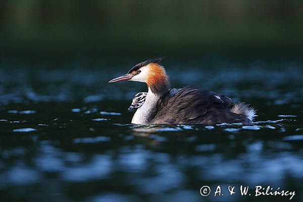 perkoz dwuczuby, Podiceps cristatus, z pisklętami