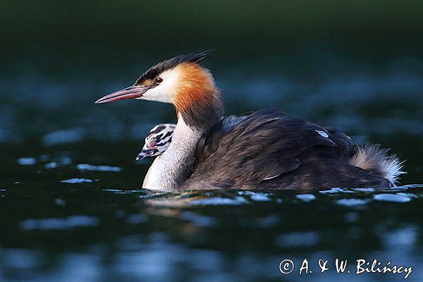 perkoz dwuczuby, Podiceps cristatus, z pisklętami