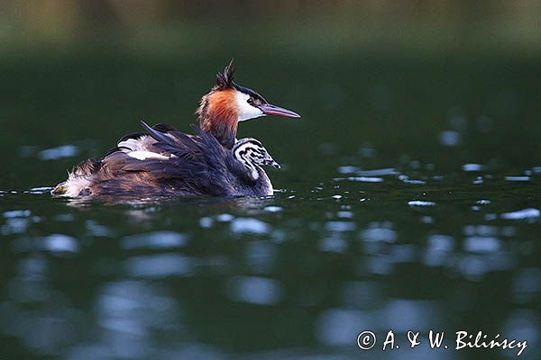 perkoz dwuczuby, Podiceps cristatus, z pisklętami