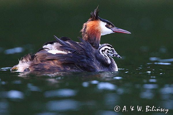 perkoz dwuczuby, Podiceps cristatus, z pisklętami