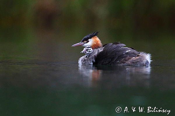 perkoz dwuczuby, Podiceps cristatus, z pisklętami