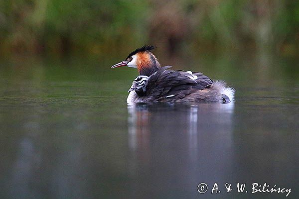 perkoz dwuczuby, Podiceps cristatus, z pisklętami