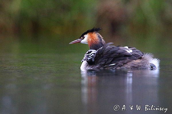 perkoz dwuczuby, Podiceps cristatus, z pisklętami