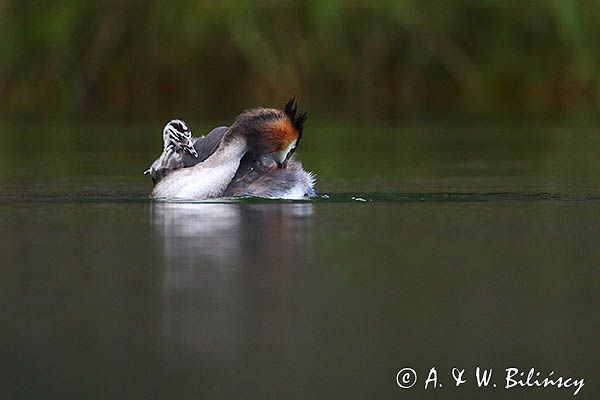 perkoz dwuczuby, Podiceps cristatus, z pisklętami