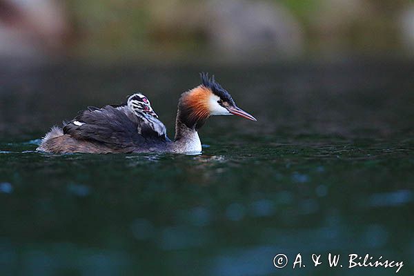 perkoz dwuczuby, Podiceps cristatus, z pisklętami