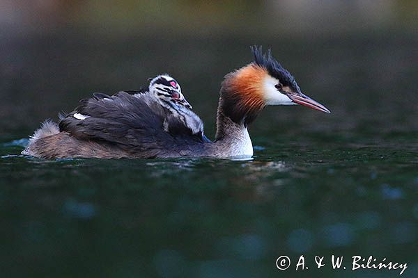 perkoz dwuczuby, Podiceps cristatus, z pisklętami