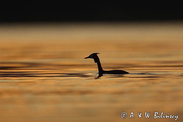 perkoz dwuczuby, Podiceps cristatus, sylwetka